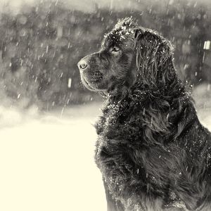 Meet your Posher, Geneen